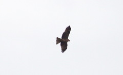 Milvus migrans