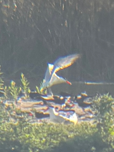 iNaturalist observation photo of Caspian Tern