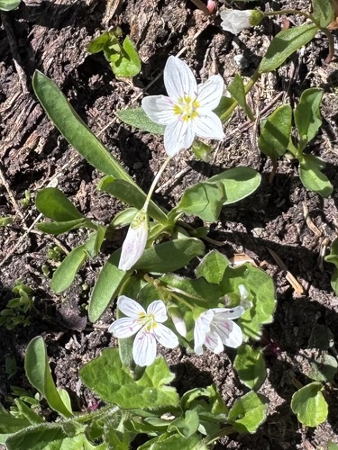 Claytonia caroliniana, 2026-07-23