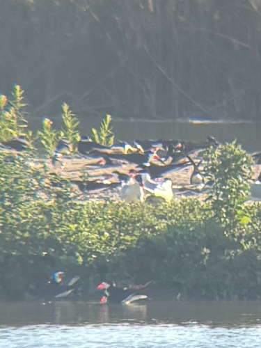 iNaturalist observation photo of Black Skimmer