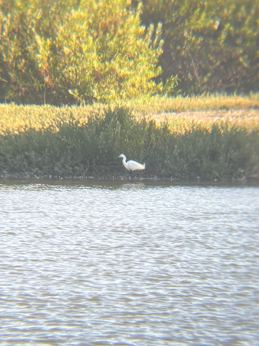 iNaturalist observation photo of Snowy Egret