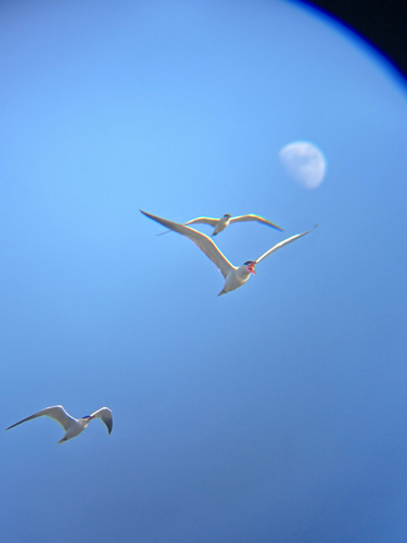 iNaturalist observation photo of Caspian Tern