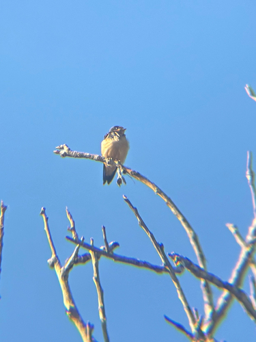 iNaturalist observation photo of Barn Swallow