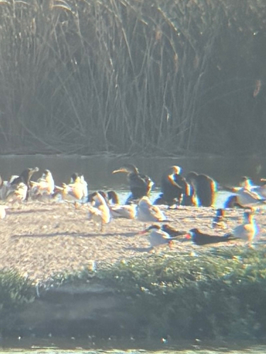 iNaturalist observation photo of Double-crested Cormorant