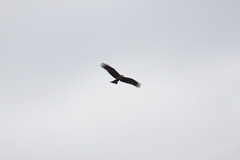 Milvus migrans