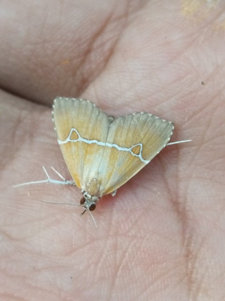 Catada canaliferalis (Catada canaliferalis)