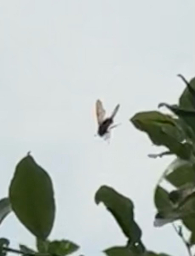 Western Cicada-killer Wasp