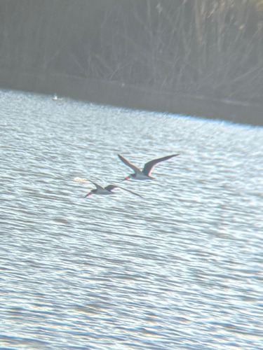 iNaturalist observation photo of Black Skimmer