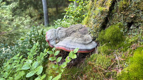 Red-banded Polypore