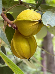 Carya myristiciformis, photograph (c) Cody Hinchliff, some rights reserved (CC BY)