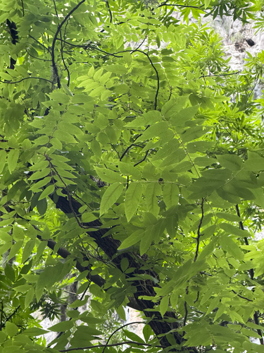 Carya myristiciformis, photograph 6