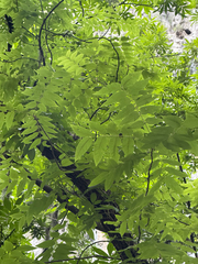 Carya myristiciformis, photograph (c) Cody Hinchliff, some rights reserved (CC BY)