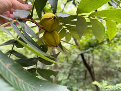 Carya myristiciformis, photograph (c) Cody Hinchliff, some rights reserved (CC BY)