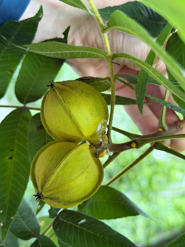 Carya myristiciformis, photograph 4