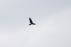 Milvus migrans