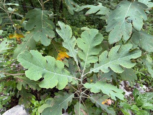 Bocconia latisepala (Bocconia latisepala)