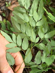 (c) Cody Hinchliff, some rights reserved (CC BY) Llavea cordifolia, photograph (c) Cody Hinchliff, some rights reserved (CC BY)