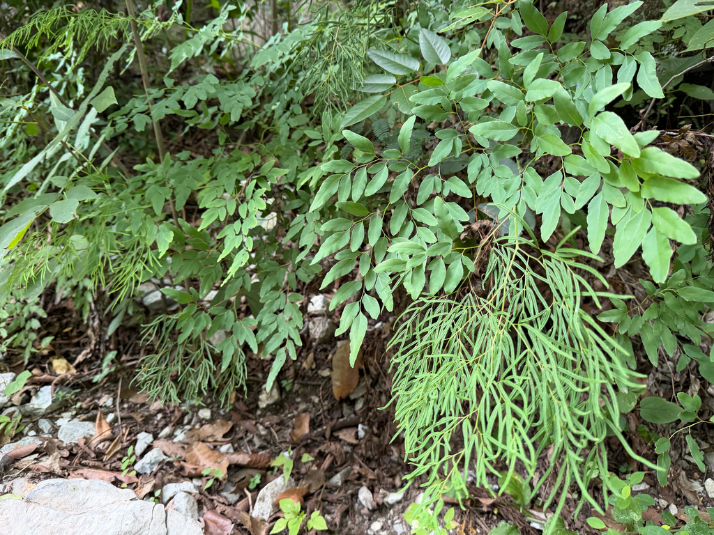 Llavea cordifolia; photograph (c) Cody Hinchliff, some rights reserved (CC BY)
