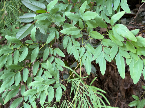 Llavea cordifolia, photograph 6