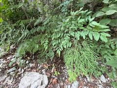 (c) Cody Hinchliff, some rights reserved (CC BY) Llavea cordifolia, photograph (c) Cody Hinchliff, some rights reserved (CC BY)