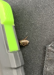 Agabus disintegratus