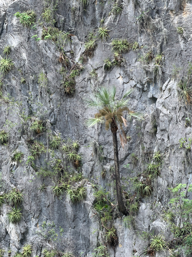 Brahea dulcis, photograph 6