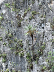 Brahea dulcis, photograph (c) Cody Hinchliff, some rights reserved (CC BY)