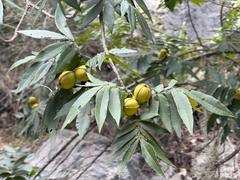 Carya myristiciformis