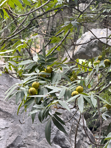 Carya myristiciformis, photograph 1