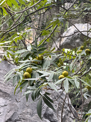 Carya myristiciformis, photograph (c) Cody Hinchliff, some rights reserved (CC BY)