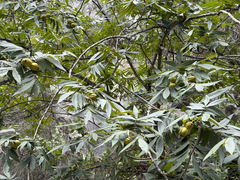 Carya myristiciformis, photograph (c) Cody Hinchliff, some rights reserved (CC BY)