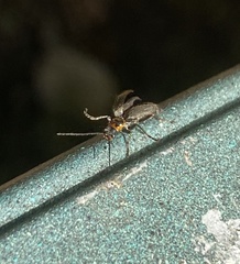 Cyrtomoptera divisa