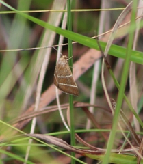 Argyrostrotis quadrifilaris