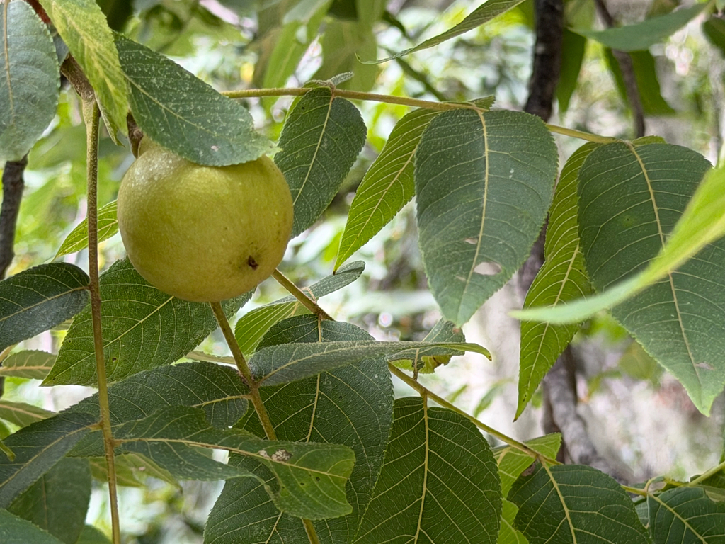 Juglans mollis; photograph (c) Cody Hinchliff, some rights reserved (CC BY)