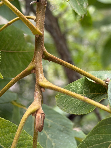 Juglans mollis, photograph 2