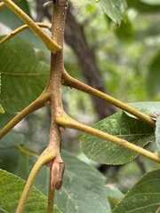 (c) Cody Hinchliff, some rights reserved (CC BY) Juglans mollis, photograph (c) Cody Hinchliff, some rights reserved (CC BY)