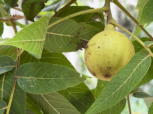 Juglans mollis, photograph 3