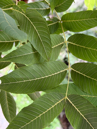 Juglans mollis, photograph 4