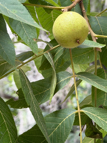 Juglans mollis