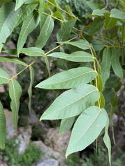 Juglans mollis, photograph (c) Cody Hinchliff, some rights reserved (CC BY)