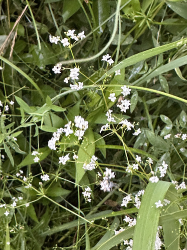 Наблюдение на iNaturalist