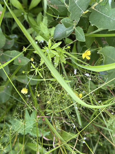 Наблюдение на iNaturalist