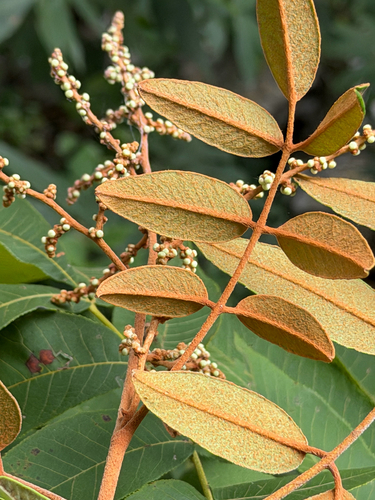 Decatropis bicolor