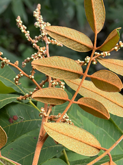 Decatropis bicolor