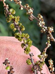 Decatropis bicolor, photograph (c) Cody Hinchliff, some rights reserved (CC BY)