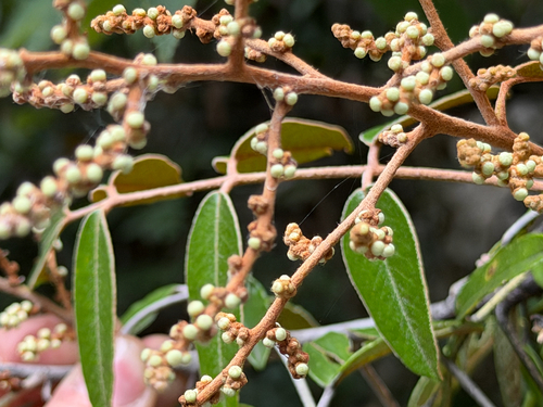 Decatropis bicolor, photograph 2