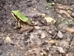 Lithobates palmipes