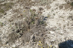 Ptilostemon echinocephalus