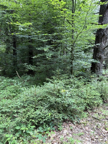 Norway spruce