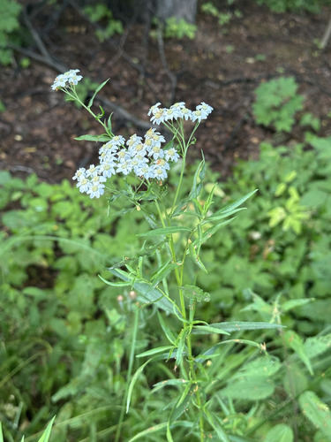 Наблюдение на iNaturalist